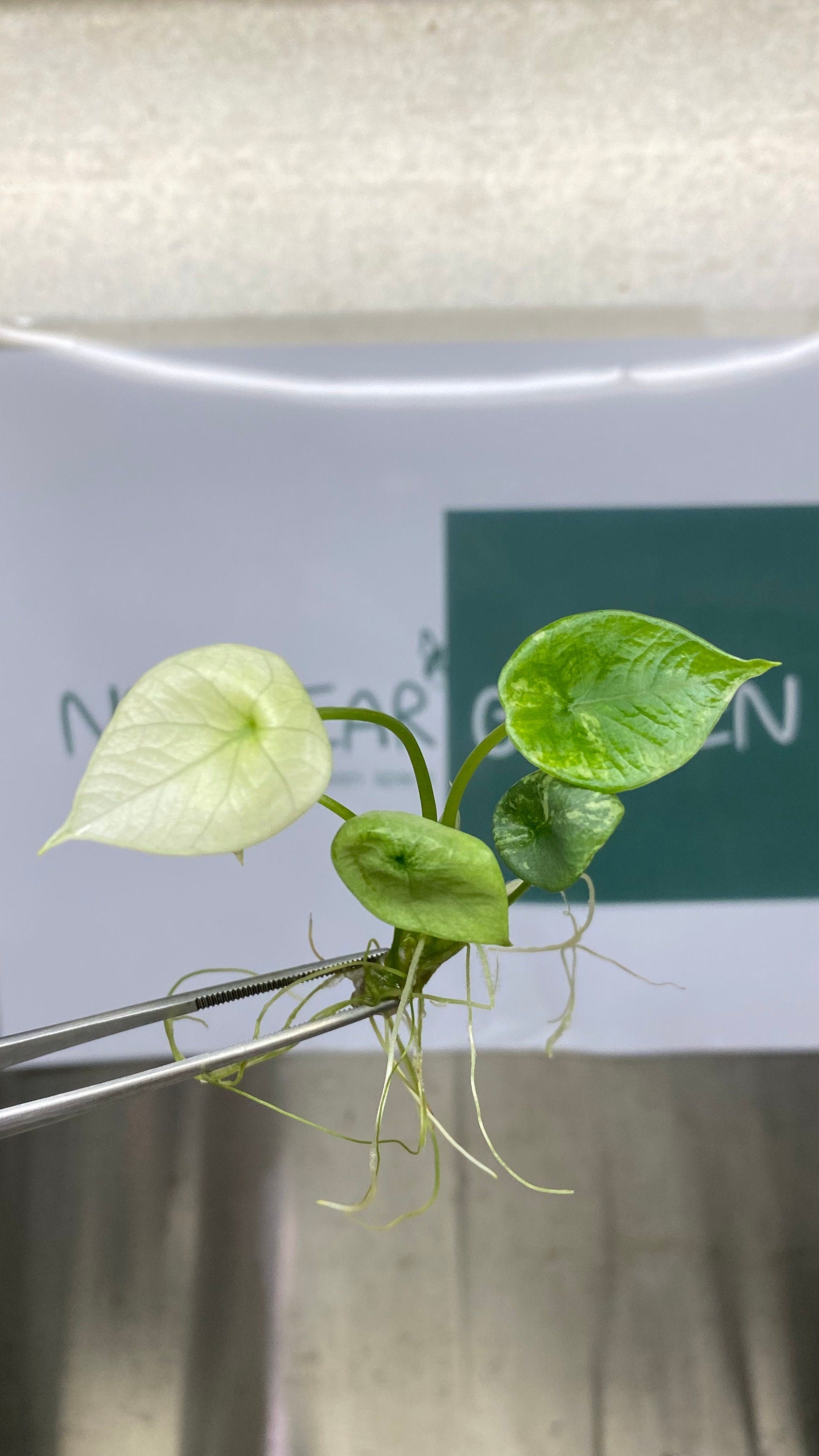 Alocasia sinuata Variegated (1 plantlet/bag) Tissue culture