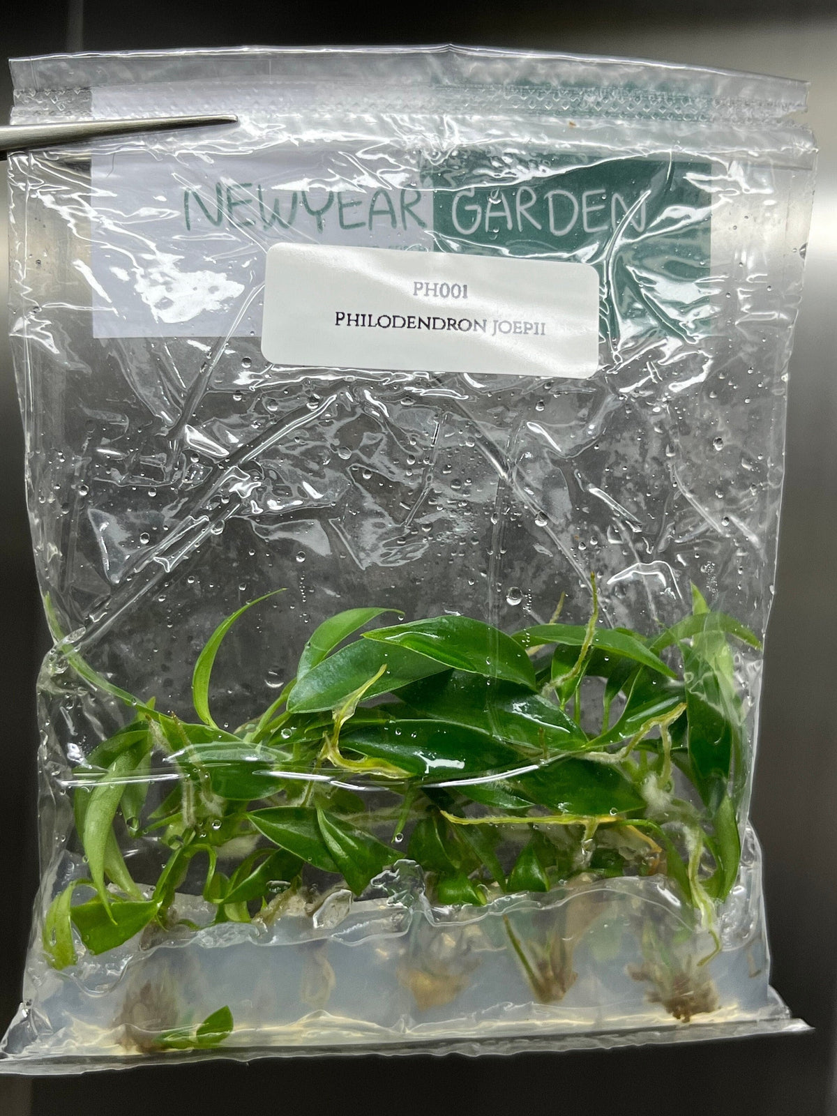 Philodendron joepii (5 plantlets/bag) Tissue culture