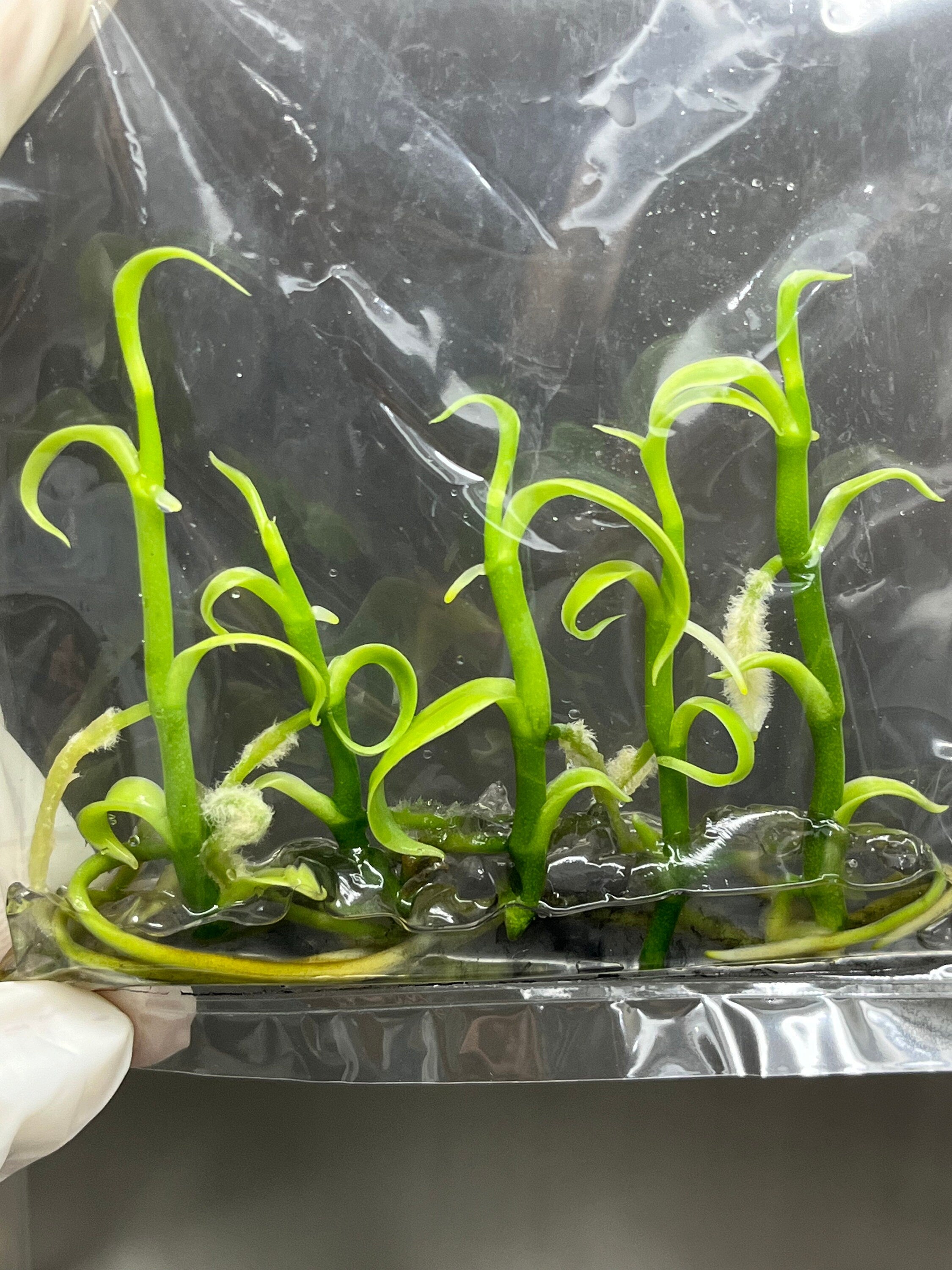 Vanilla Hybrids (5 plantlets/bag) Tissue culture