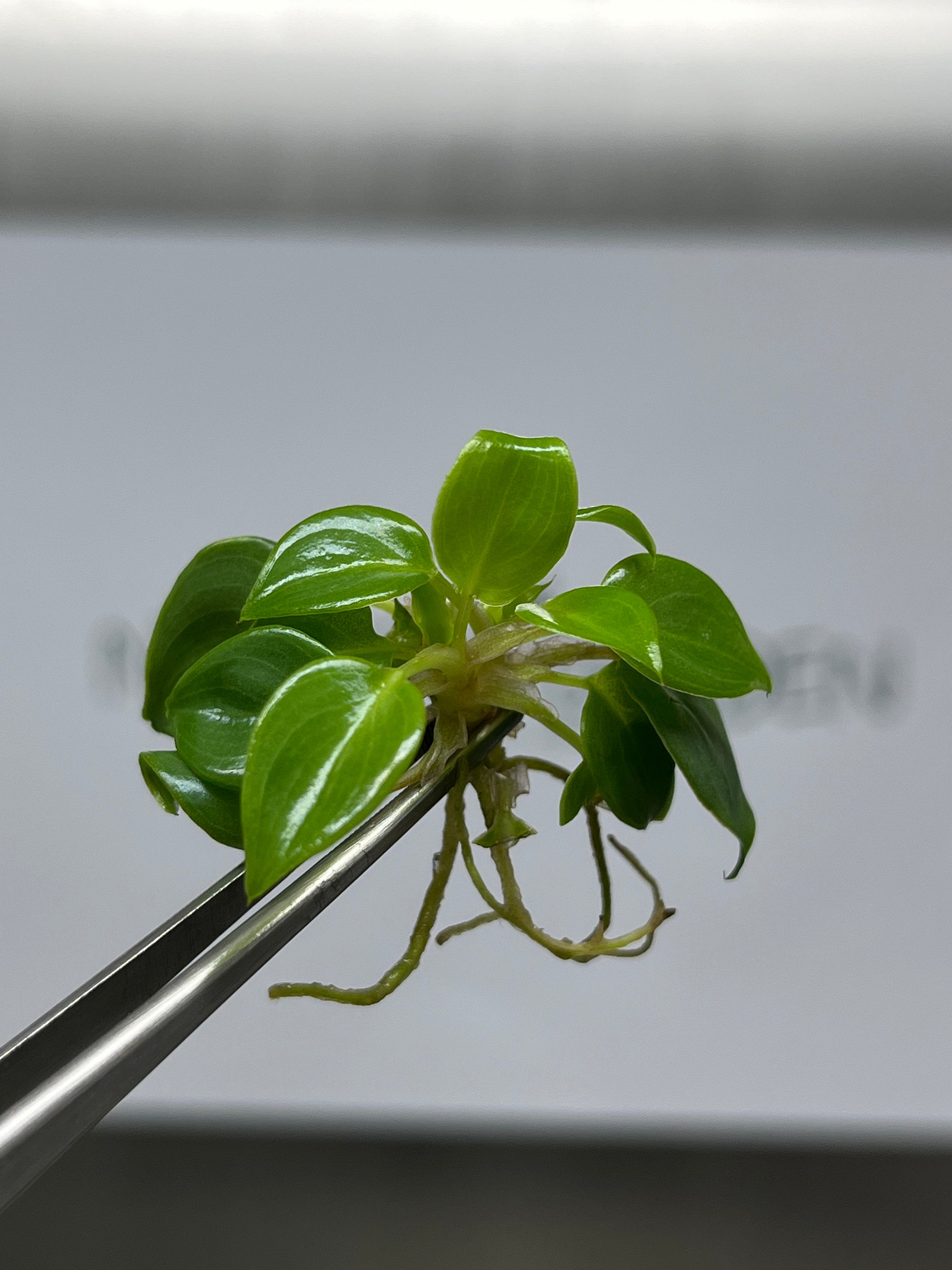 Philodendron billietiae (5 plantlets/bag) Tissue culture