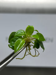 Philodendron billietiae (5 plantlets/bag) Tissue culture