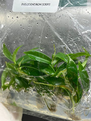Philodendron joepii (5 plantlets/bag) Tissue culture