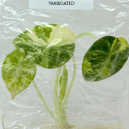 SALE 35% Alocasia Ninja Albo Variegated Tissue Culture (1 item/bag)(1-2 leaves)