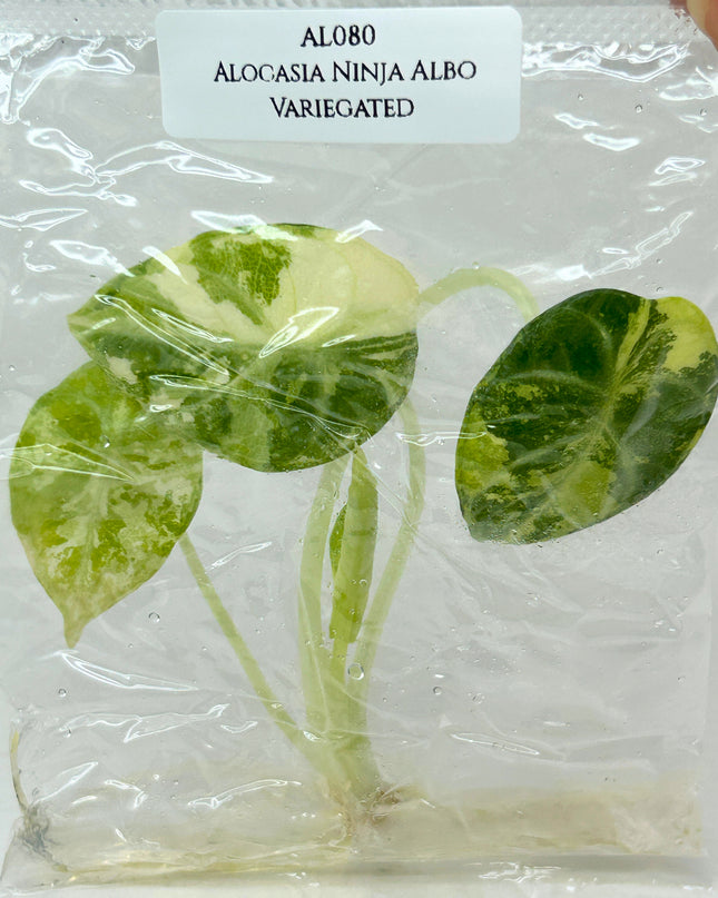 SALE 35% Alocasia Ninja Albo Variegated Tissue Culture (1 item/bag)(1-2 leaves)