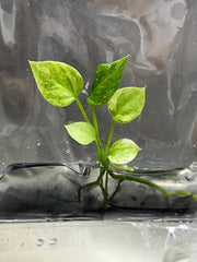 Anthurium Vittarifolium Variegated (1 plantlet/bag) Tissue culture
