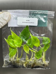 Alocasia scalprum (5 plantlets/bag) Tissue culture