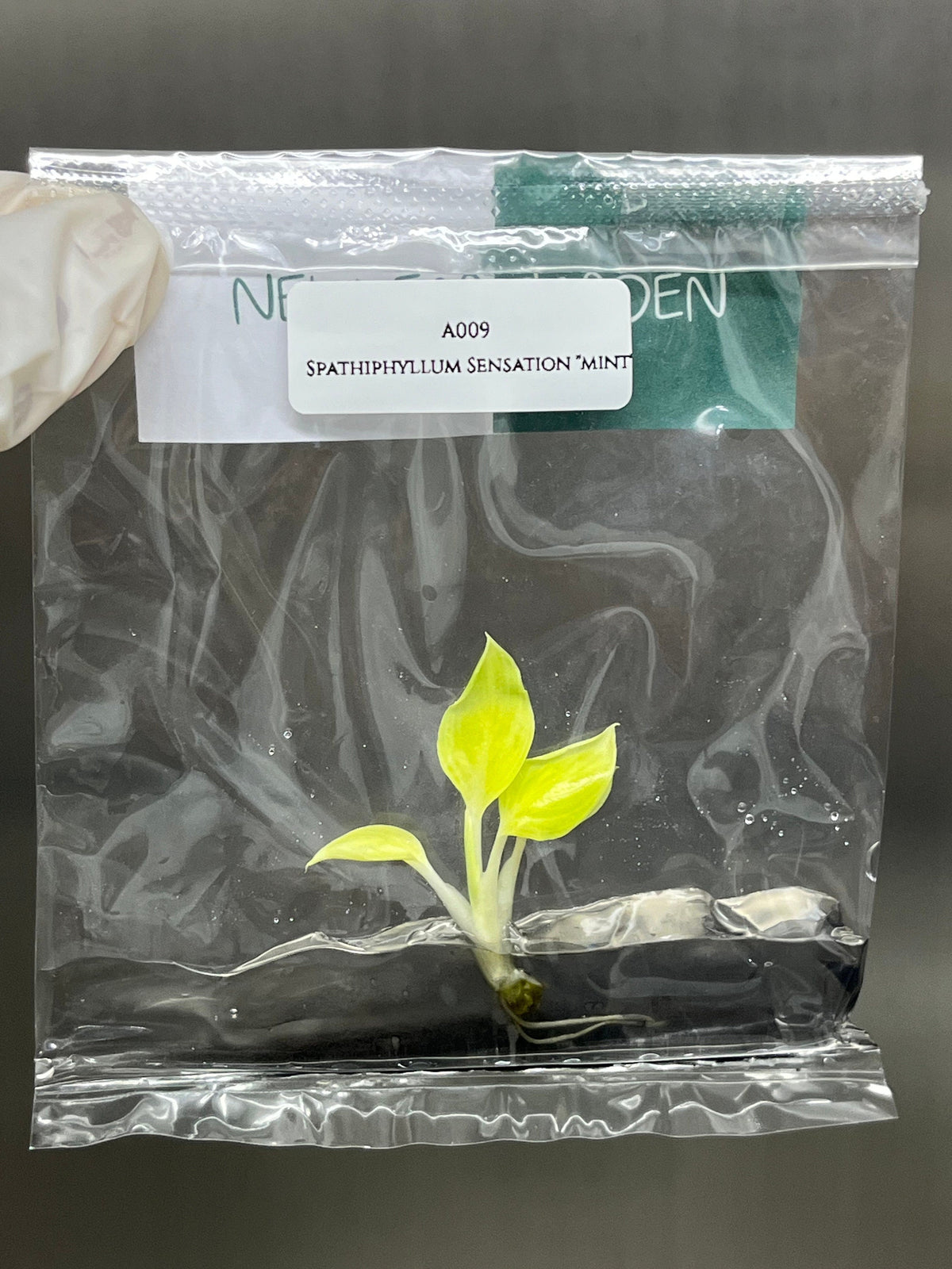 Spathiphyllum Sensation mint (1 plantlet/bag) Tissue culture