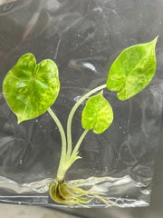 Alocasia silver dragon aurea Variegated (1 plantlet/bag) Tissue culture