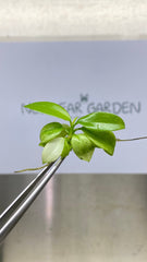 Philodendron Whipple way (1 plantlet/bag) Tissue culture