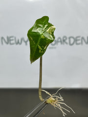 Alocasia nobilis variegated (1 plantlet/bag) Tissue culture