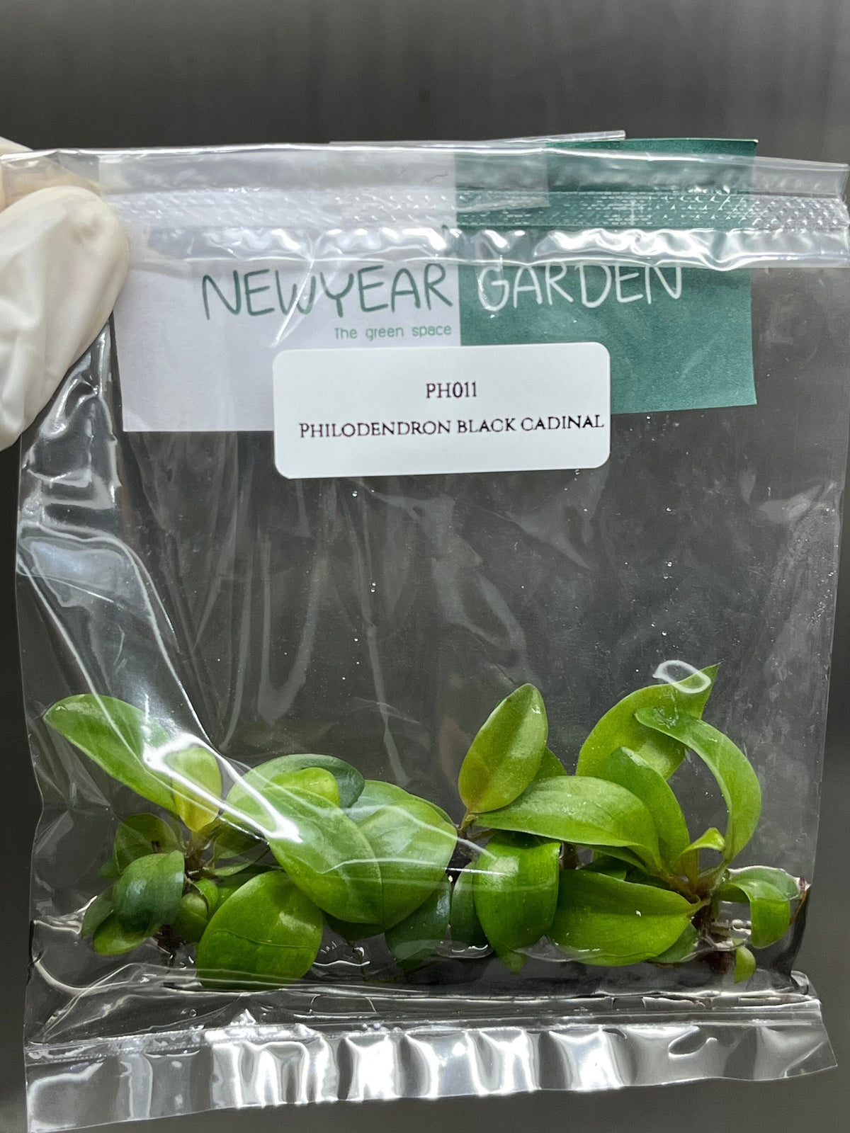 Philodendron black cadinal (5 plantlets/bag) Tissue culture