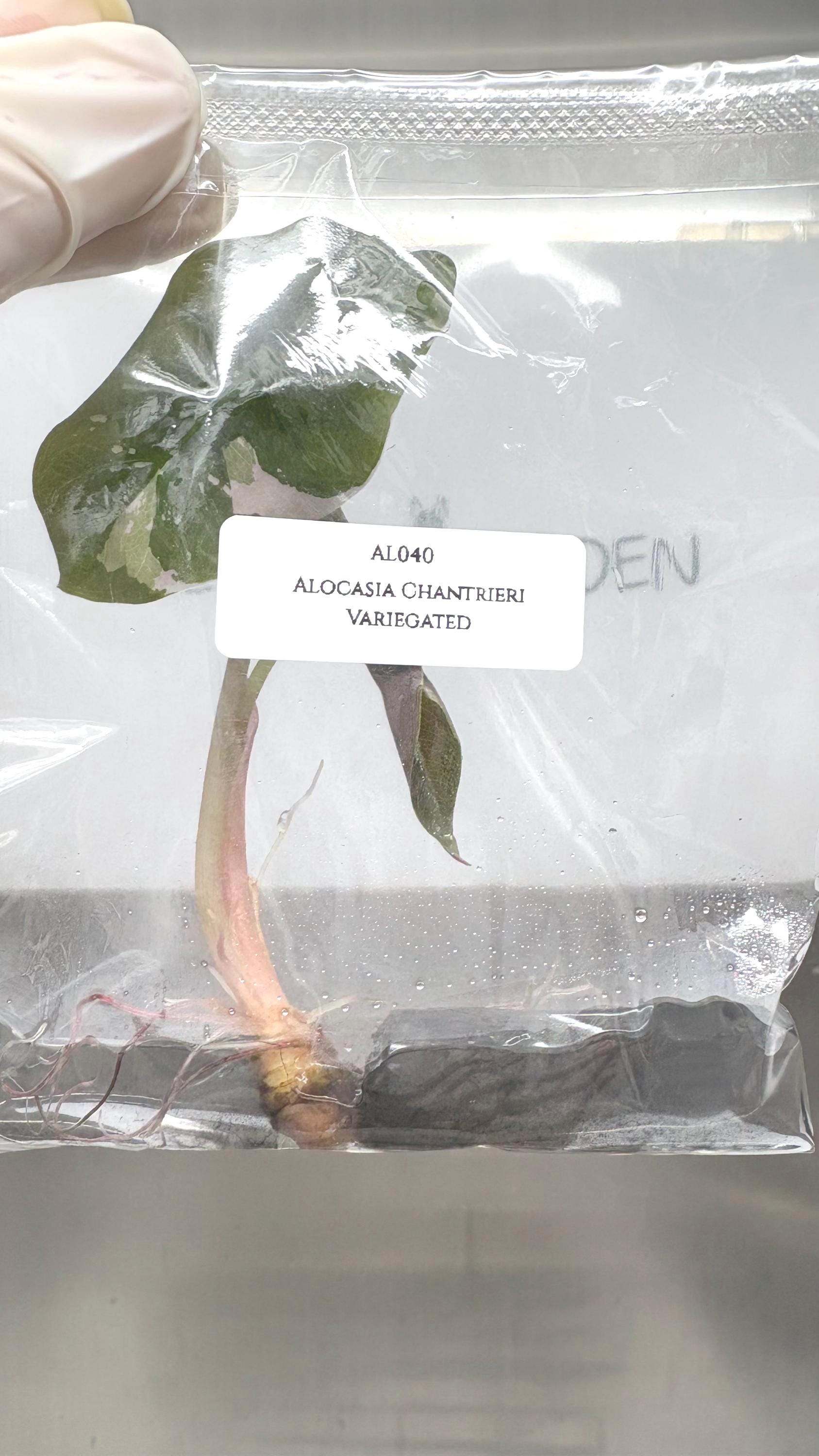 Alocasia Chantrieri Variegated (1 plantlet/bag) Tissue culture