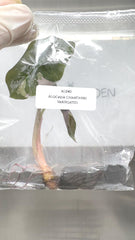 Alocasia Chantrieri Variegated (1 plantlet/bag) Tissue culture