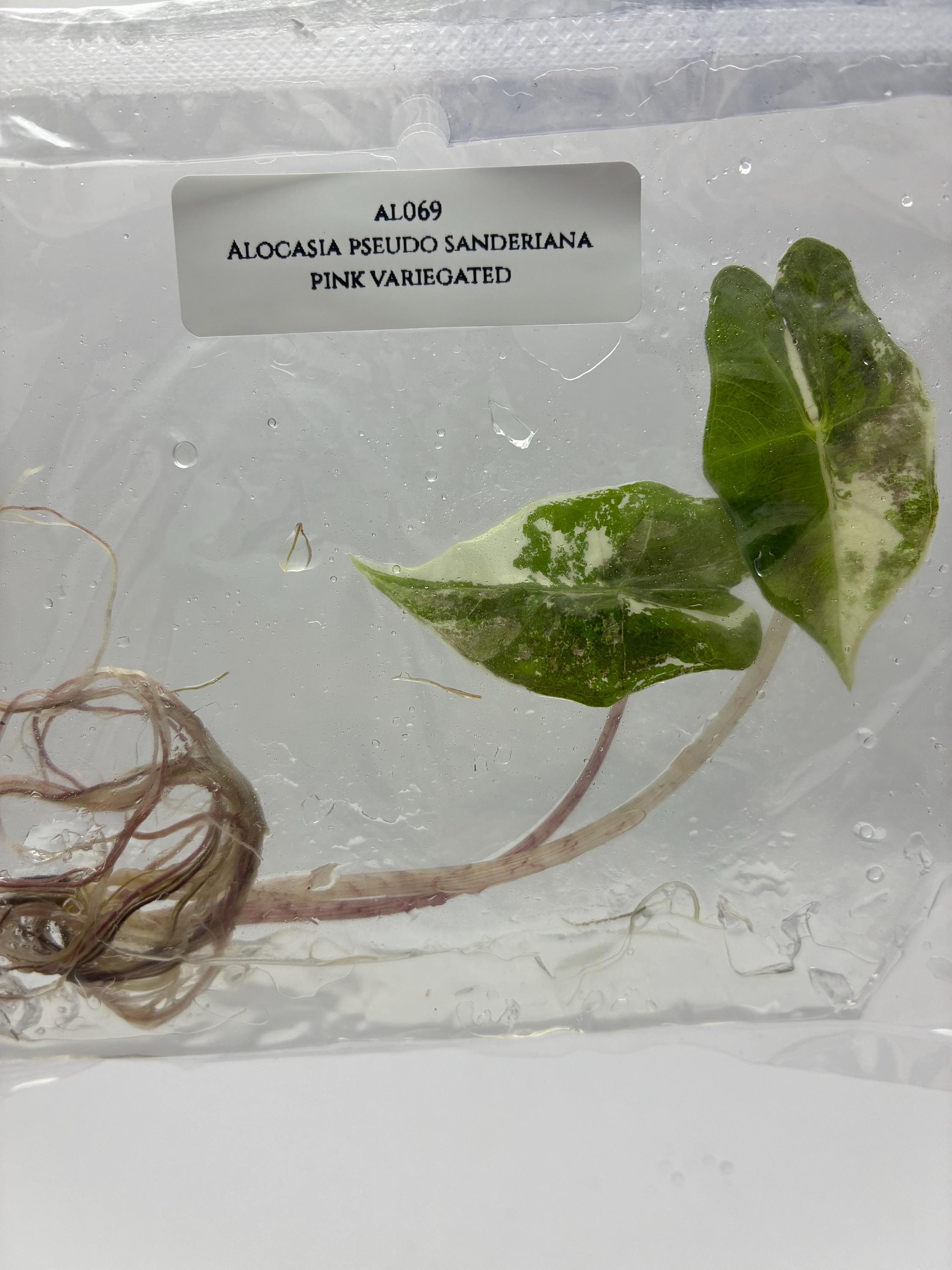 Alocasia Pseudo Sanderiana Pink Variegated (1 plantlet/bag) Tissue culture