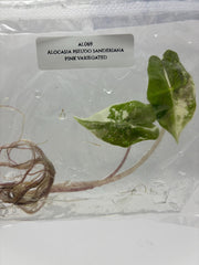 Alocasia Pseudo Sanderiana Pink Variegated (1 plantlet/bag) Tissue culture