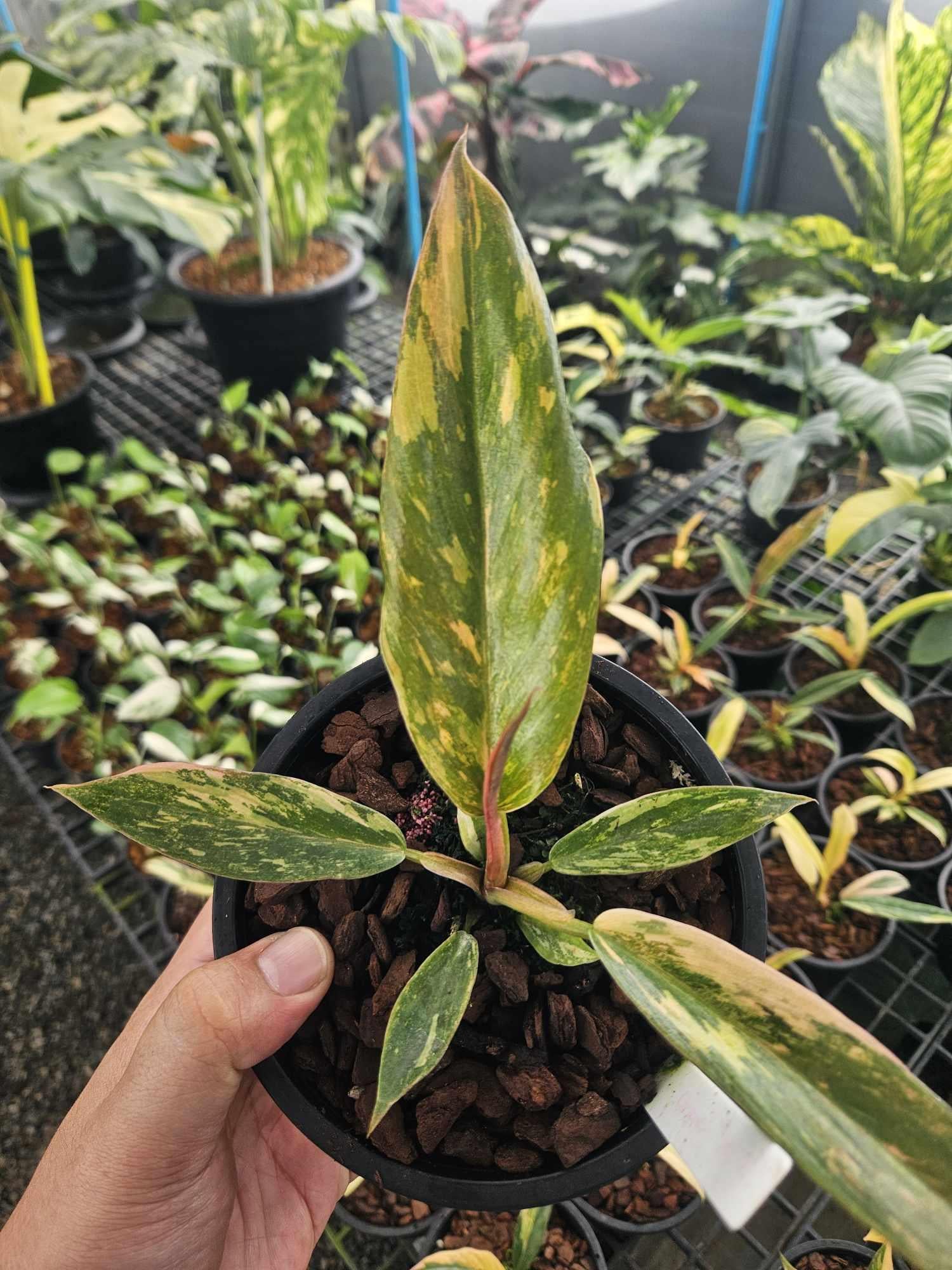 Philodendron Carmel Marble Variegated Fire tiger (1 plantlet/bag) Tissue culture