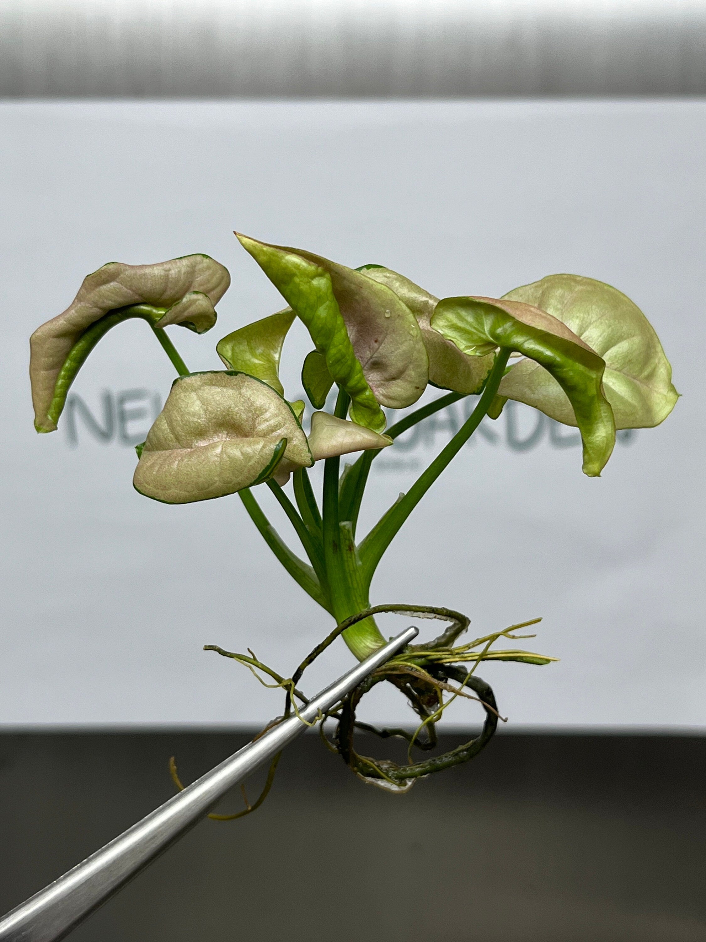 Syngonium milk confetti Variegated  (1 plantlet/bag) Tissue culture