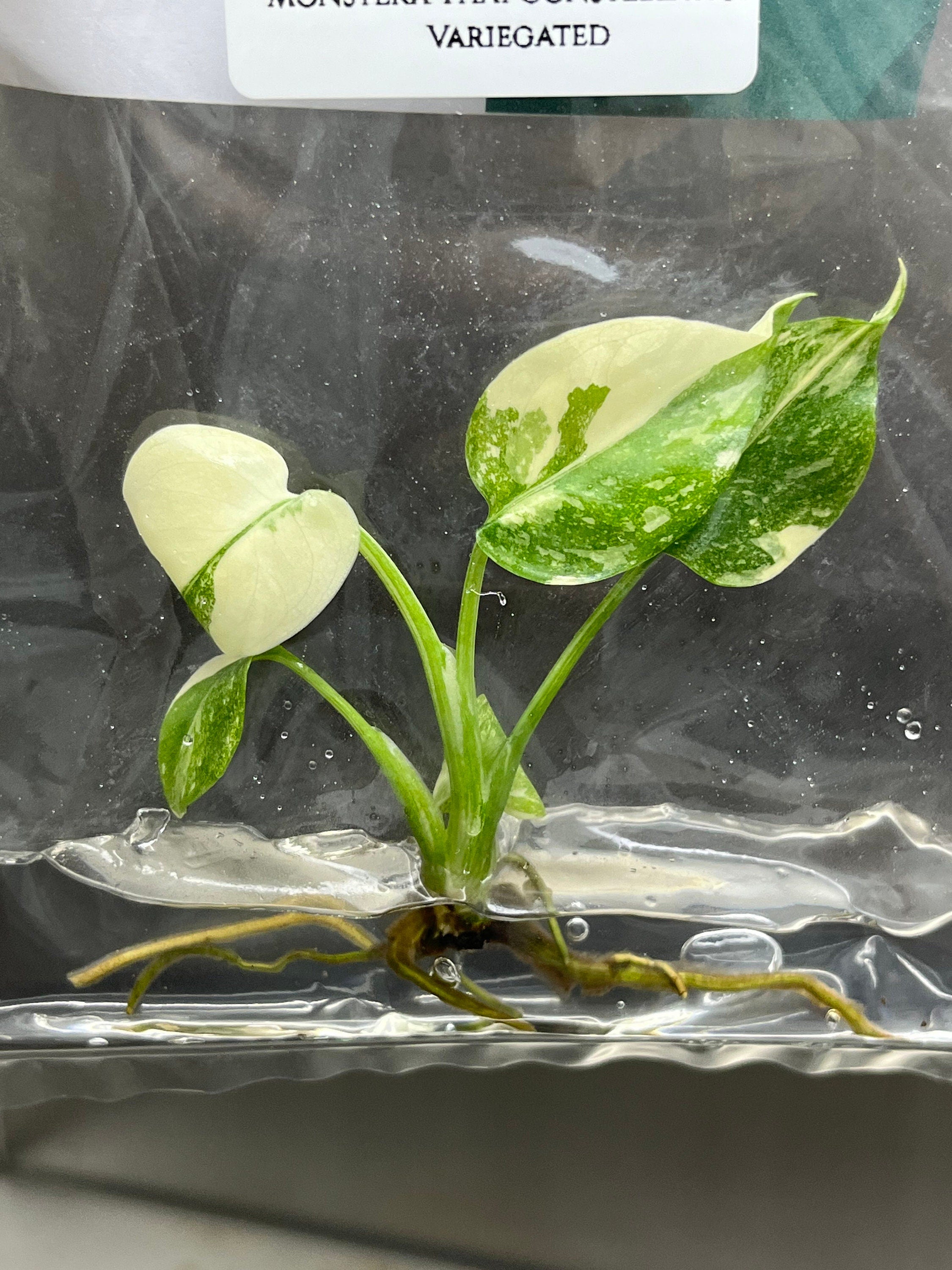 Monstera Thai Constellation Variegated (1 plantlet/bag) Tissue culture