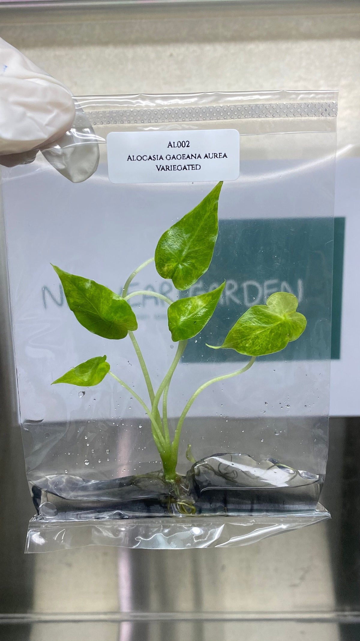 Alocasia gageana aurea Variegated (1 plantlet/bag) Tissue culture