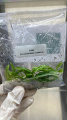 Philodendron minarium (5 plantlets/bag) Tissue culture