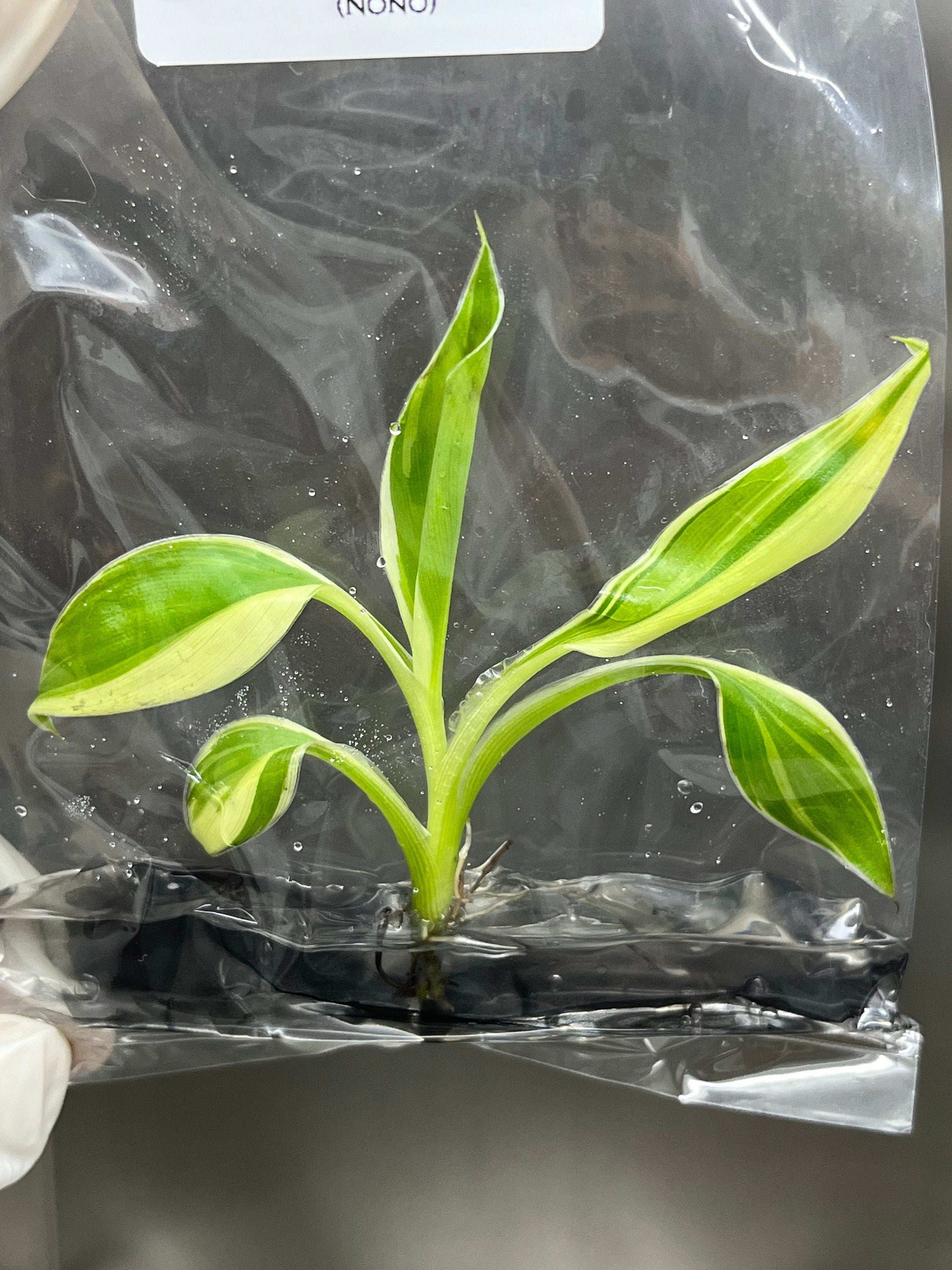 Musa Pink Variegated (NoNo) (1 plantlet/bag) Tissue culture