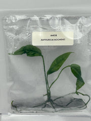 Anthurium moonenii (1 plant/bag) Tissue culture