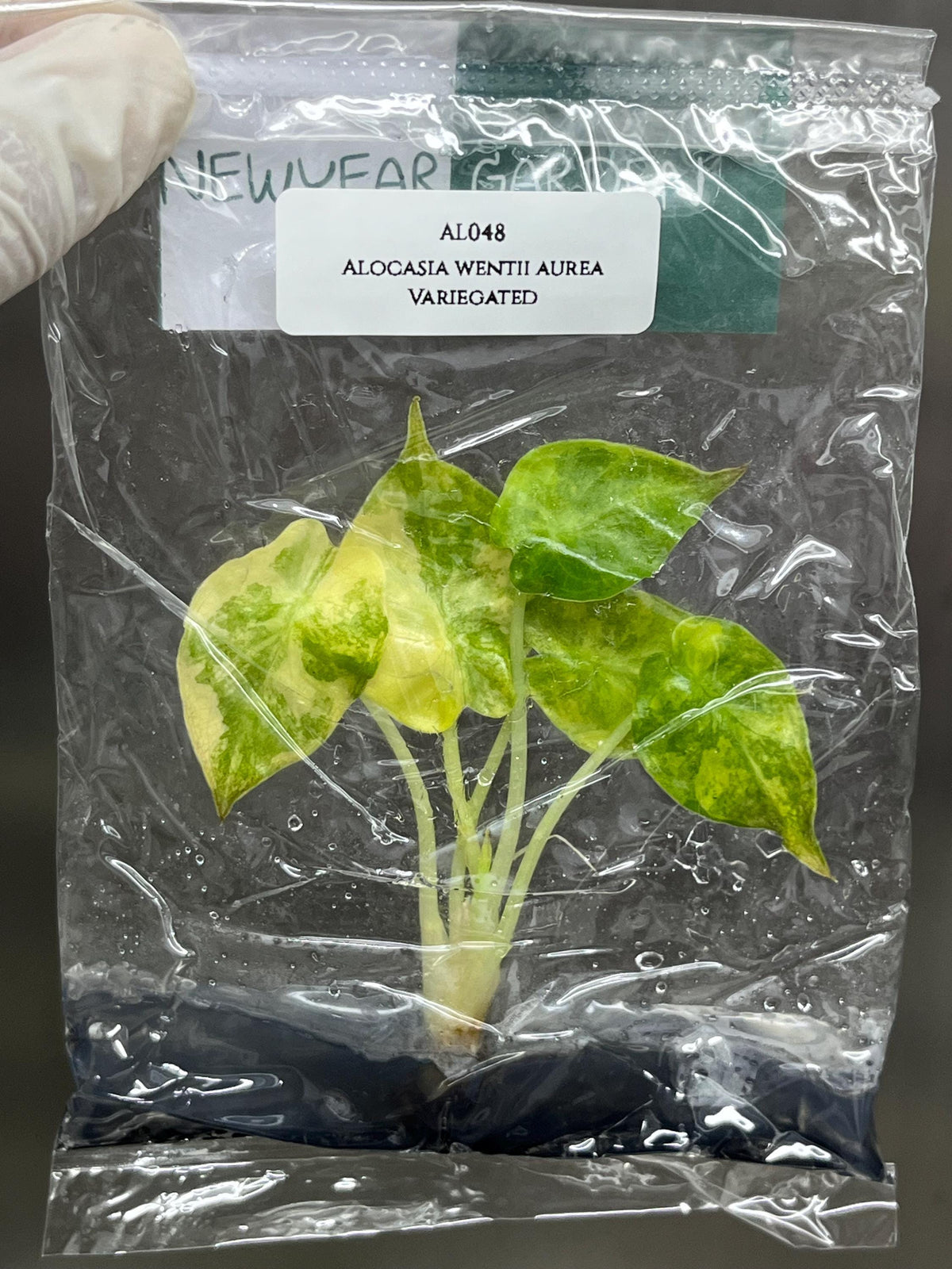 Alocasia wentii aurea Variegated (1 plantlet/bag) Tissue culture