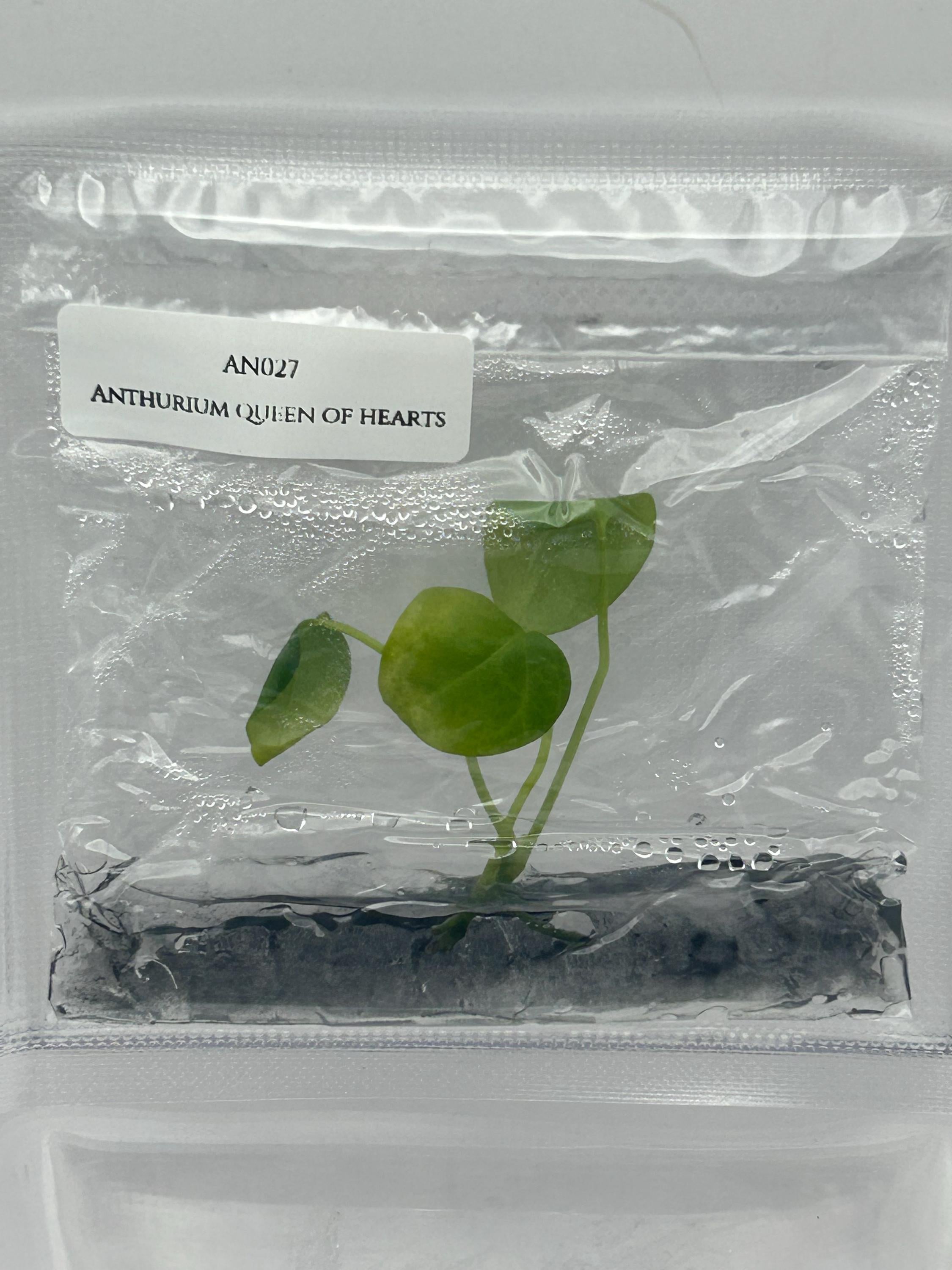 Anthurium queen of hearts (1 plant/bag) Tissue culture
