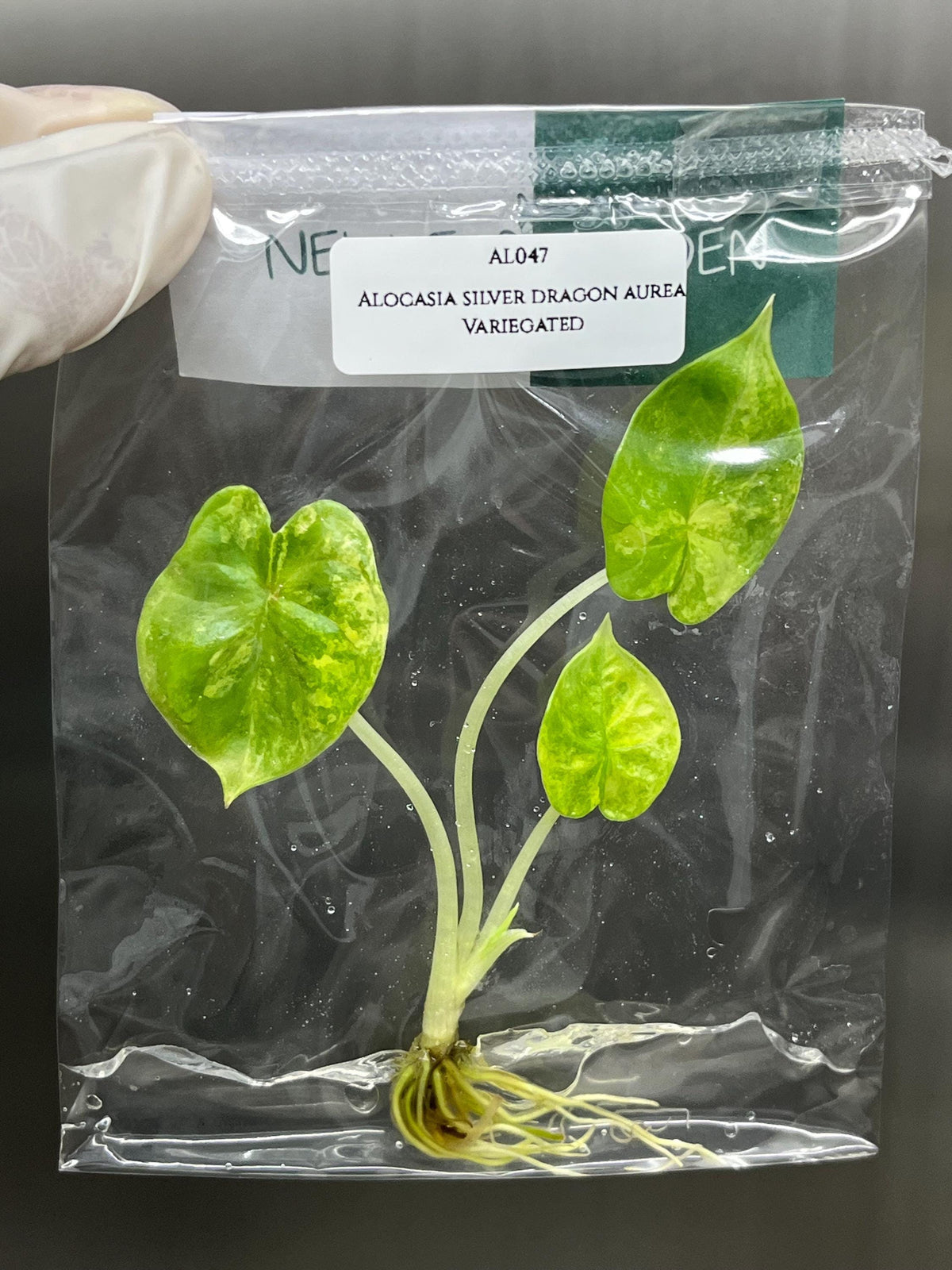 Alocasia silver dragon aurea Variegated (1 plantlet/bag) Tissue culture