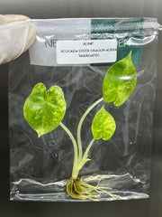 Alocasia silver dragon aurea Variegated (1 plantlet/bag) Tissue culture