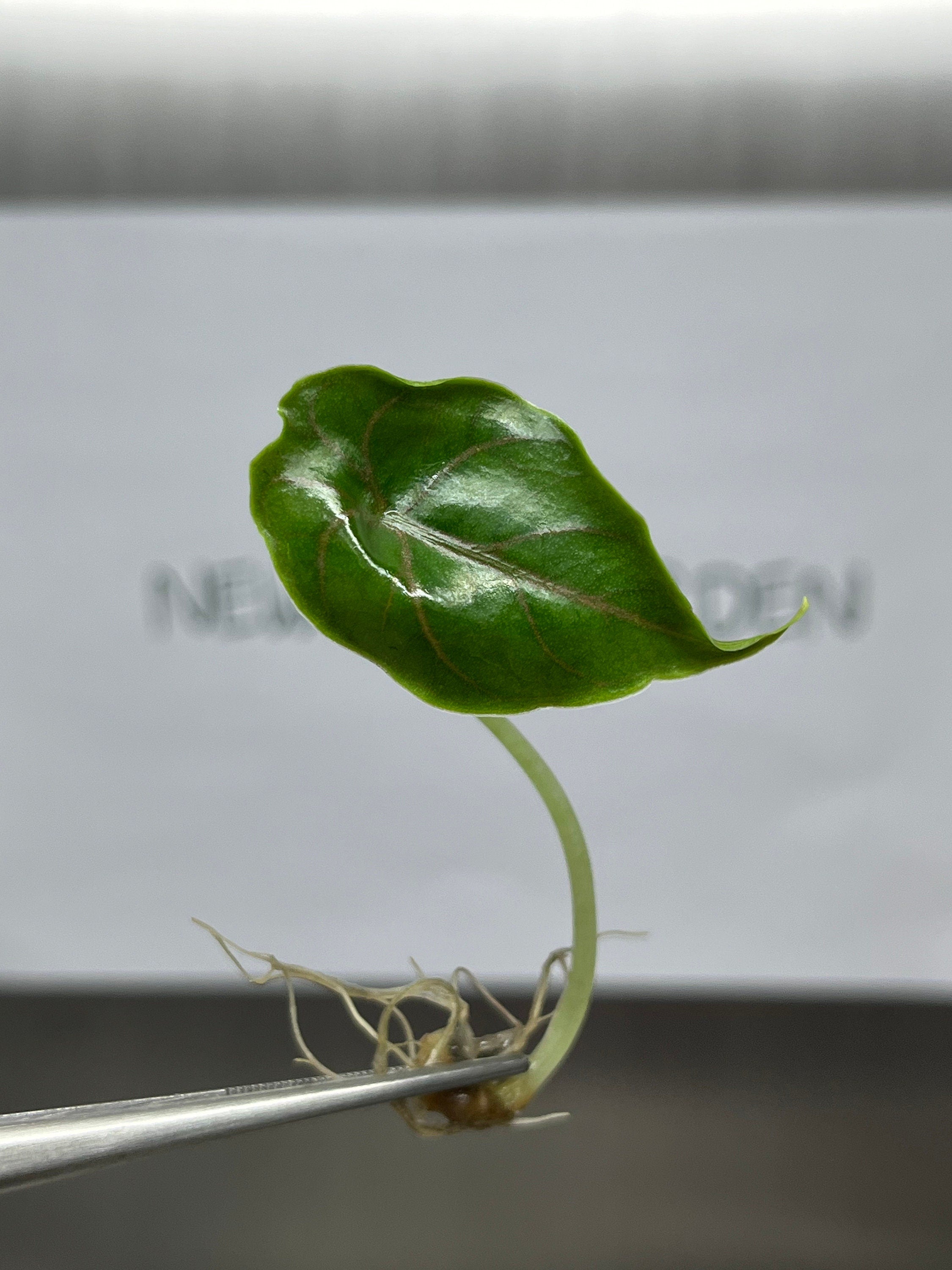 Alocasia Azlanii (5 plantlets/bag) Tissue culture