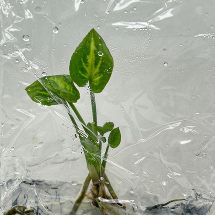 Syngonium Eclipse Tissue Culture (5 plants/bag)