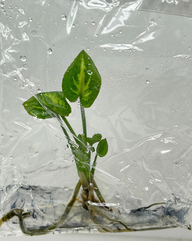 Syngonium Eclipse Tissue Culture (5 plants/bag)