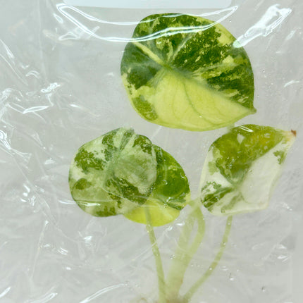 SALE 35% Alocasia Ninja Albo Variegated Tissue Culture (1 item/bag)(1-2 leaves)