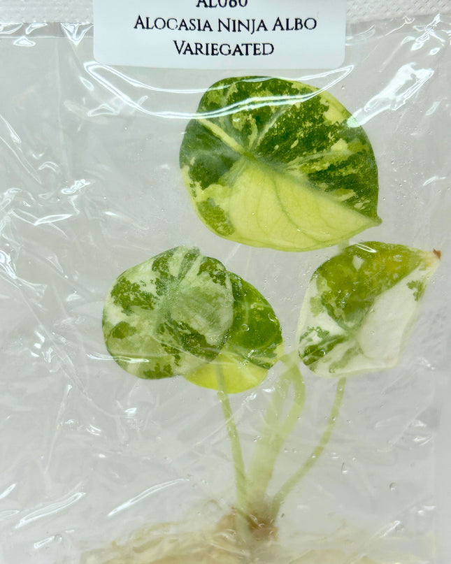 SALE 35% Alocasia Ninja Albo Variegated Tissue Culture (1 item/bag)(1-2 leaves)