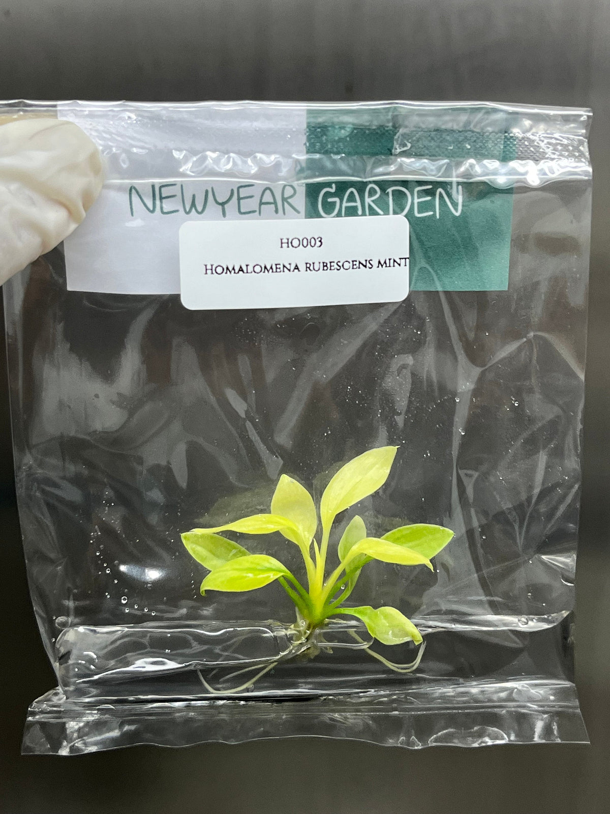 Homalomena rubescens mint (1 plantlet/bag) Tissue Culture