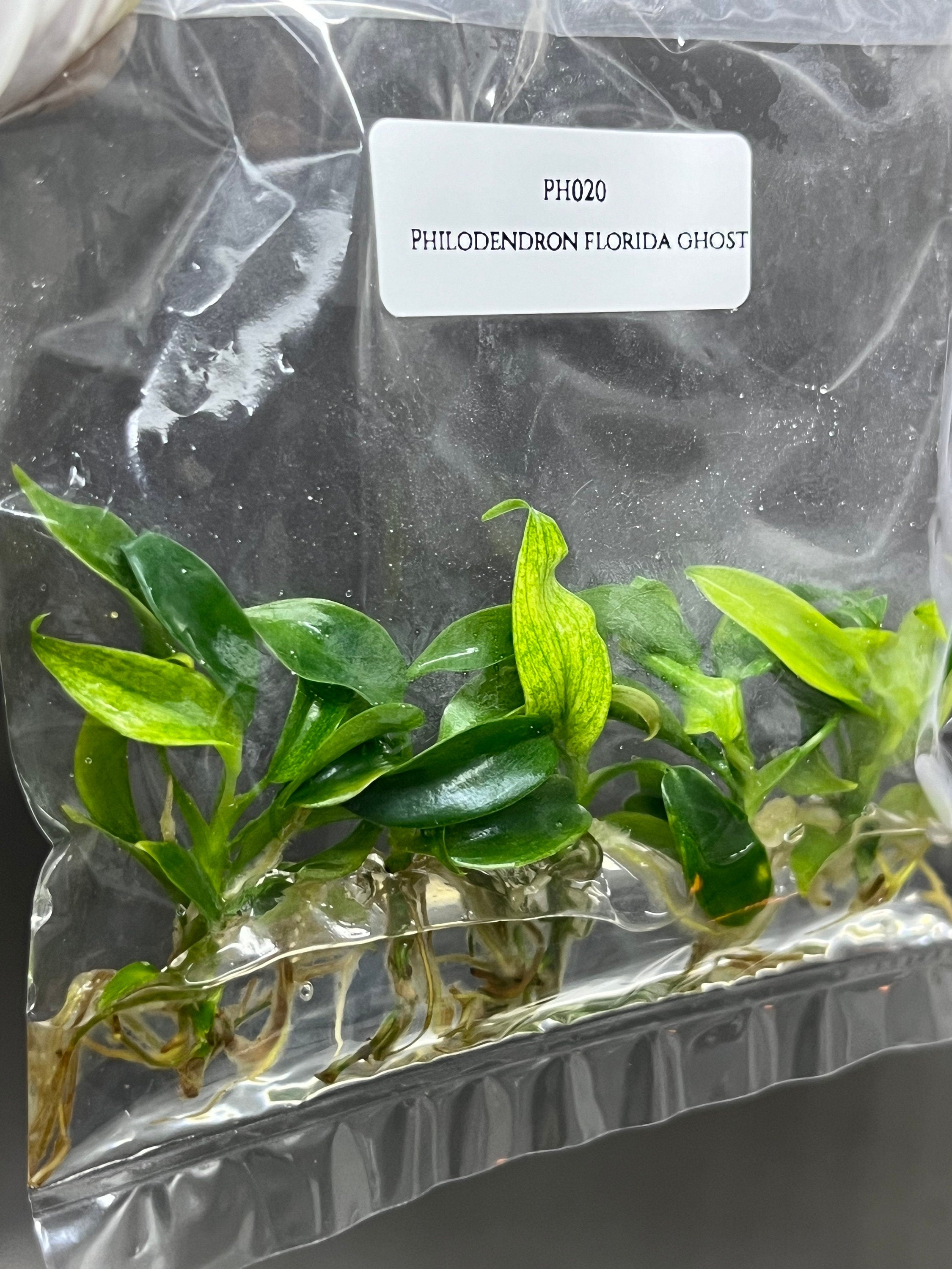 Philodendron Florida Ghost (5 plantlets/bag) Tissue culture