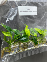 Philodendron Florida Ghost (5 plantlets/bag) Tissue culture