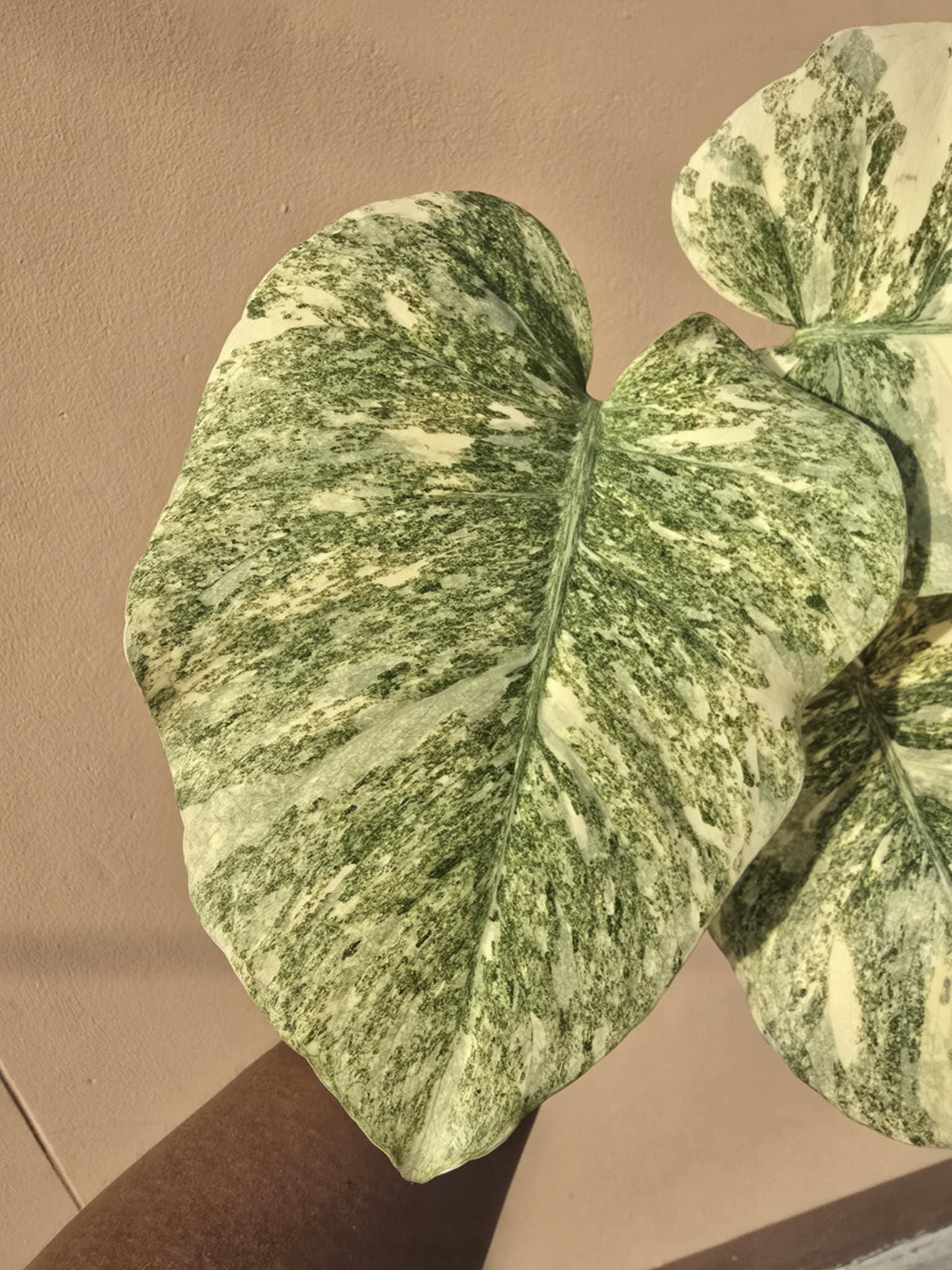 Monstera legacy Variegated  (1 plantlet/bag) Tissue culture
