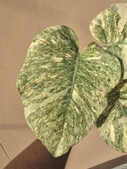 Monstera legacy Variegated  (1 plantlet/bag) Tissue culture