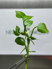 Anthurium big bill (5 plantlets/bag) Tissue culture