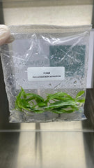 Philodendron minarium (5 plantlets/bag) Tissue culture