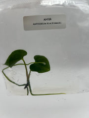 Anthurium Black Magic (1 plantlet/bag) Tissue culture
