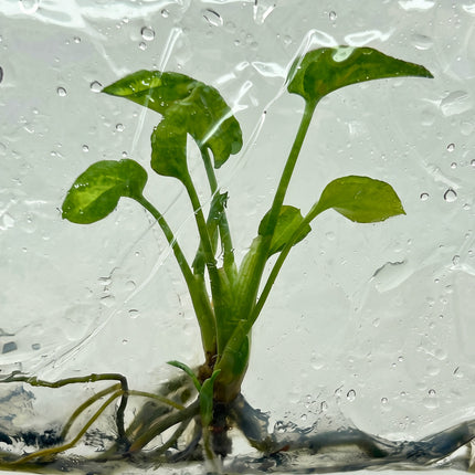 Syngonium Eclipse Tissue Culture (5 plants/bag)