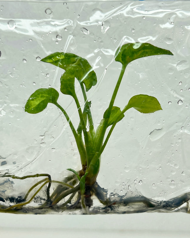 Syngonium Eclipse Tissue Culture (5 plants/bag)