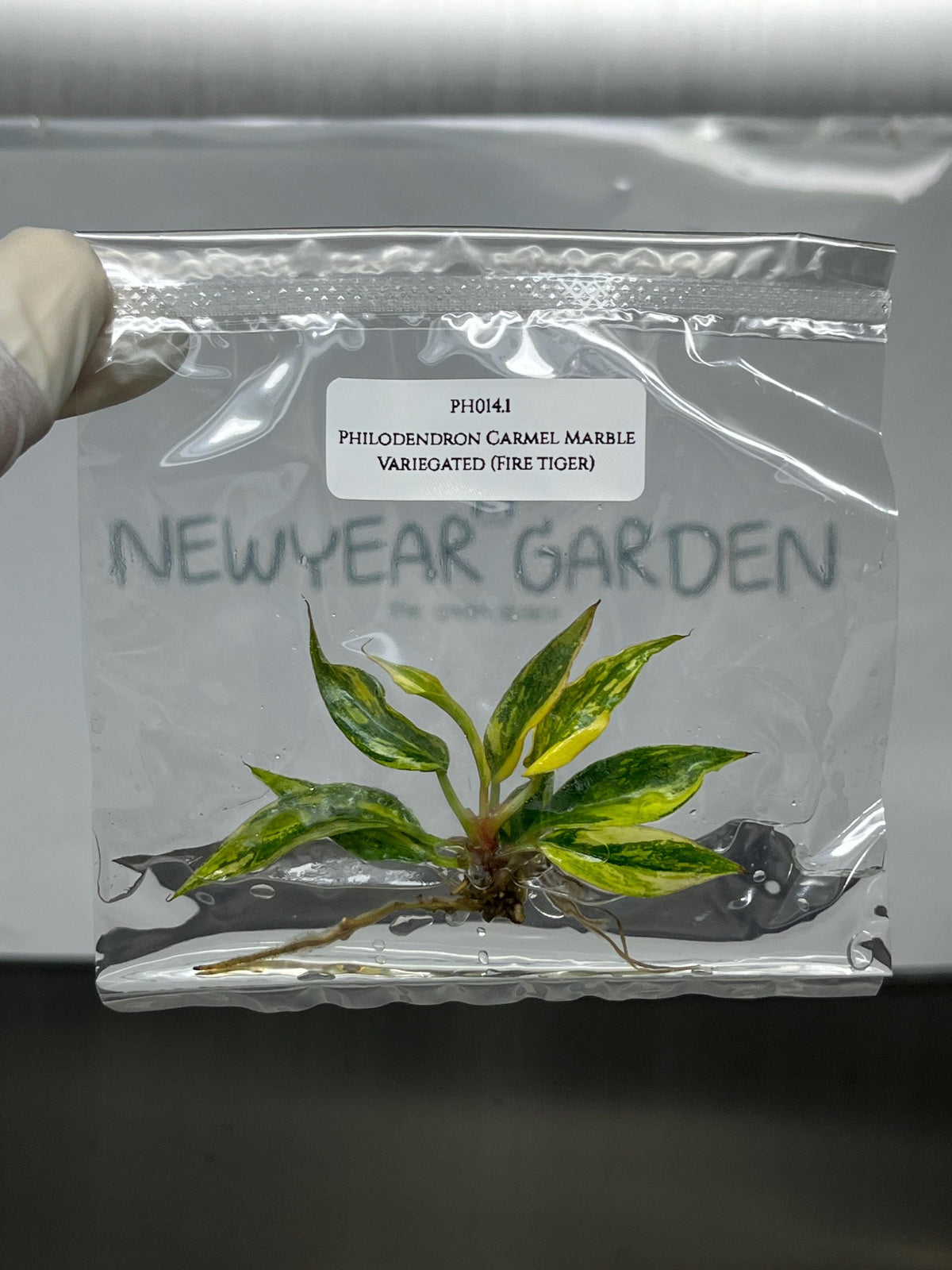 Philodendron Carmel Marble Variegated Fire tiger (1 plantlet/bag) Tissue culture