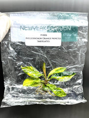 Philodendron Orange princess Variegated (1 plantlet/bag) Tissue culture