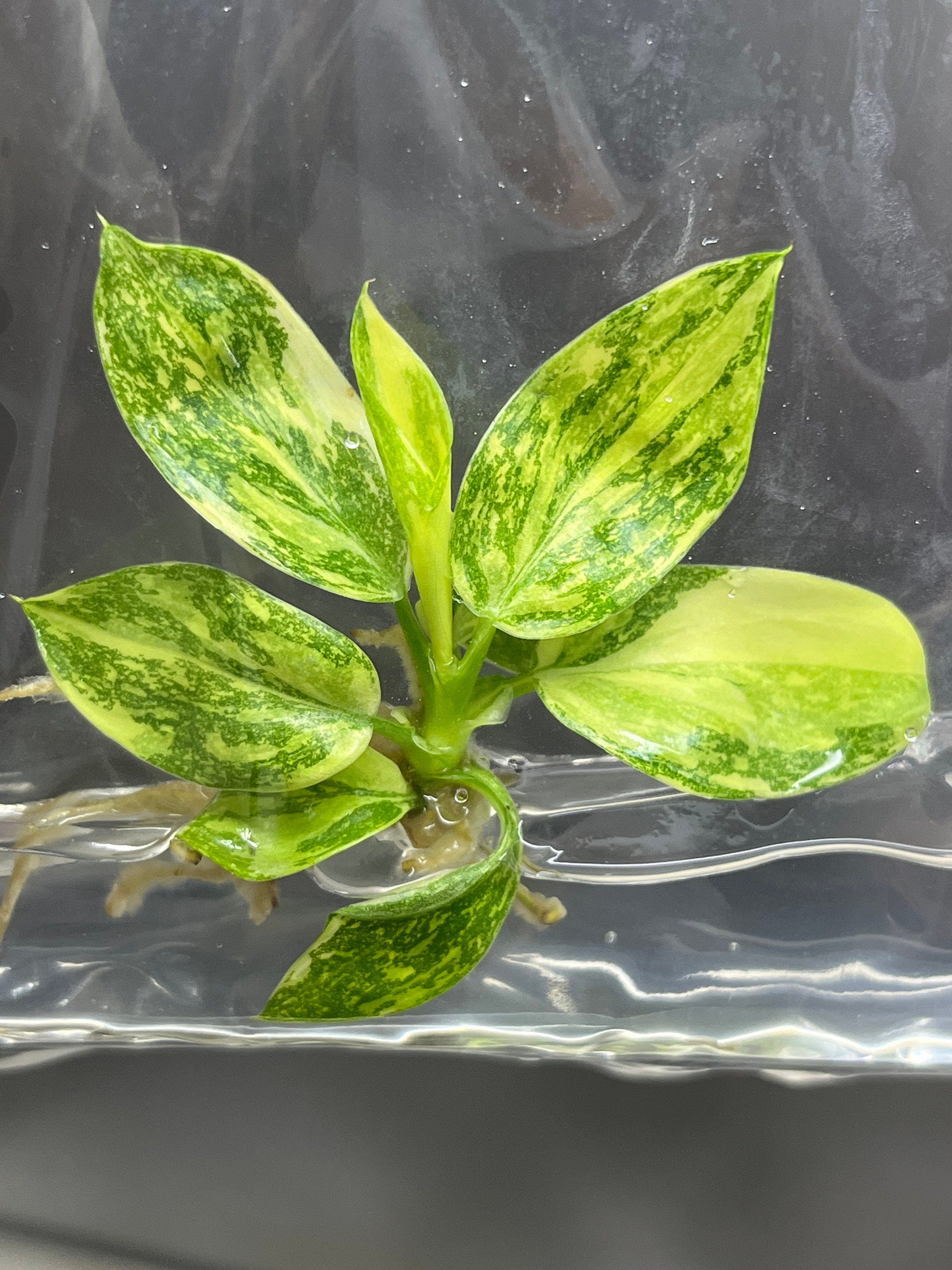 Philodendron Green Congo hybrid Var. (1 plantlet/bag) Tissue culture