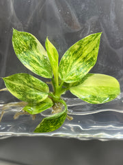 Philodendron Green Congo hybrid Var. (1 plantlet/bag) Tissue culture