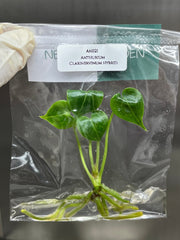 Anthurium Clarinervinum hybrid (1 plantlet/bag) Tissue culture